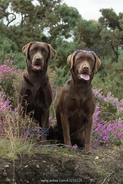 : DOG. 2x Chocolate labrador Retrievers sitting in Heather : DOG. 2x Chocolate labrador Retrievers sitting in Heather
