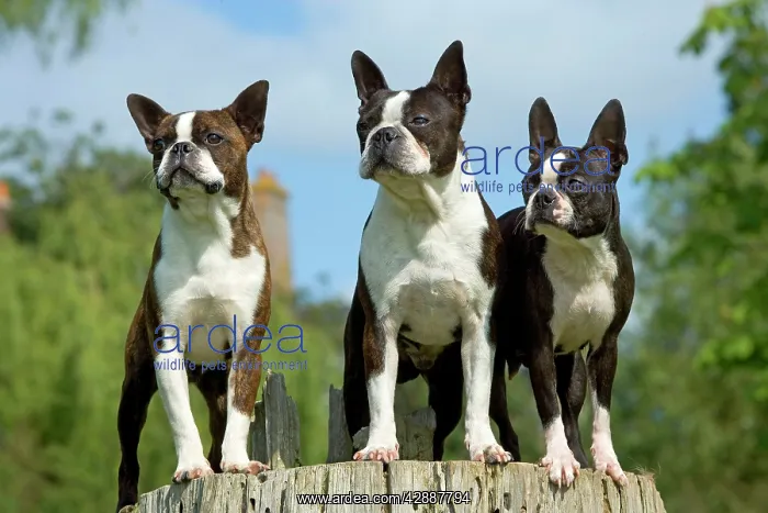  : Dog - 3 Boston Terriers