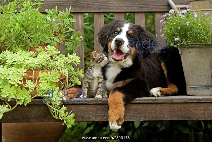 : Dog - 3 month old Bernese Mountain Dog puppy on : Dog - 3 month old Bernese Mountain Dog puppy on