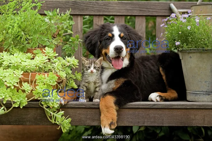 : Dog - 3 month old Bernese Mountain Dog puppy on : Dog - 3 month old Bernese Mountain Dog puppy on
