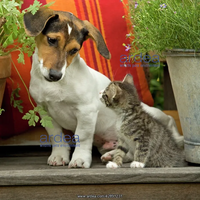 : Dog - 3 month old Jack Russell Terrier Puppy with : Dog - 3 month old Jack Russell Terrier Puppy with