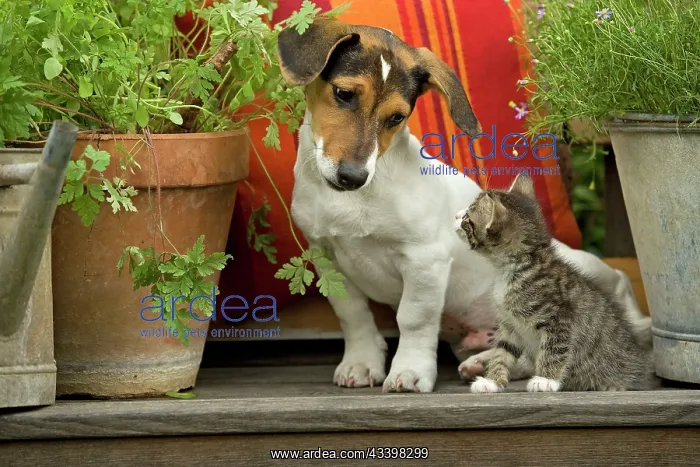 : Dog - 3 month old Jack Russell Terrier Puppy with : Dog - 3 month old Jack Russell Terrier Puppy with
