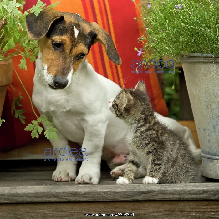 : Dog - 3 month old Jack Russell Terrier Puppy with : Dog - 3 month old Jack Russell Terrier Puppy with