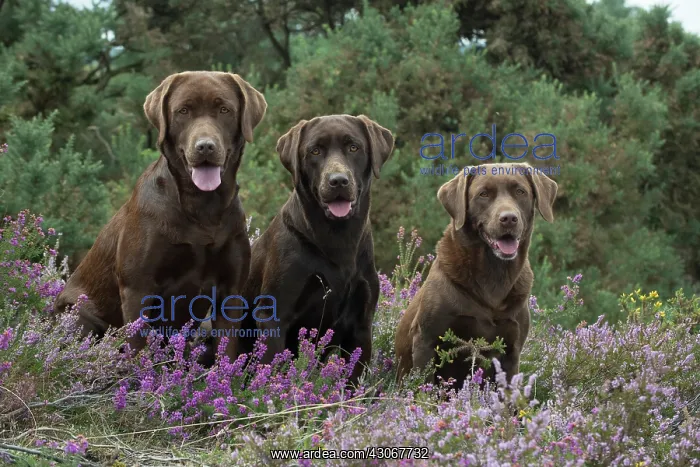 : DOG. 3x Chocolate labrador Retrievers sitting in Heather : DOG. 3x Chocolate labrador Retrievers sitting in Heather