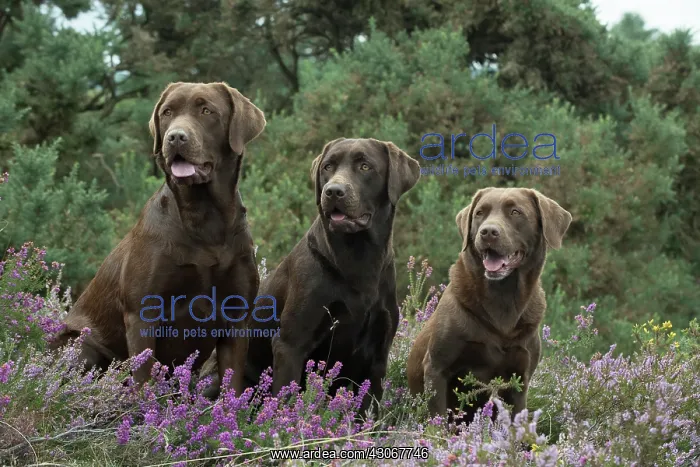 : DOG. 3x Chocolate labrador Retrievers sitting in Heather : DOG. 3x Chocolate labrador Retrievers sitting in Heather