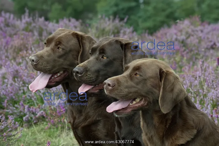 : DOG. 3x Chocolate labrador Retrievers sitting in Heather : DOG. 3x Chocolate labrador Retrievers sitting in Heather