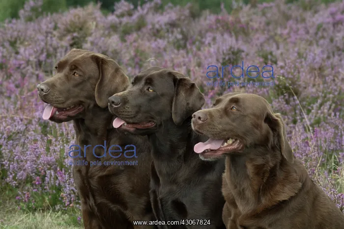 : DOG. 3x Chocolate labrador Retrievers sitting in Heather : DOG. 3x Chocolate labrador Retrievers sitting in Heather