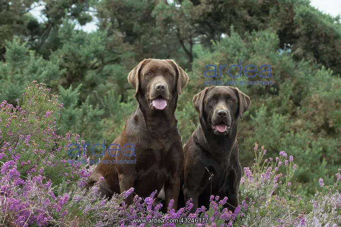 : DOG. 3x Chocolate labrador Retrievers sitting in Heather : DOG. 3x Chocolate labrador Retrievers sitting in Heather