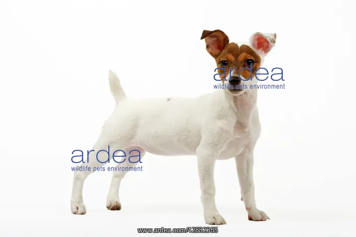  : Dog - 4 month old Jack Russel puppy