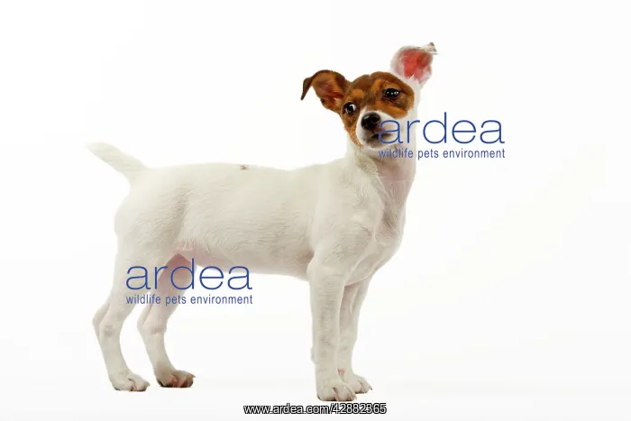  : Dog - 4 month old Jack Russel puppy