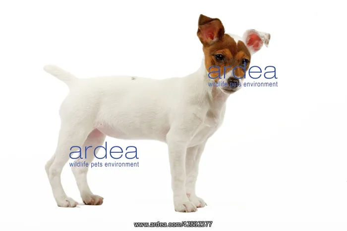  : Dog - 4 month old Jack Russel puppy