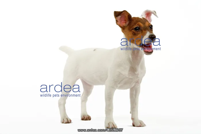  : Dog - 4 month old Jack Russel puppy