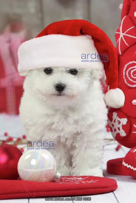 : Dog : Dog