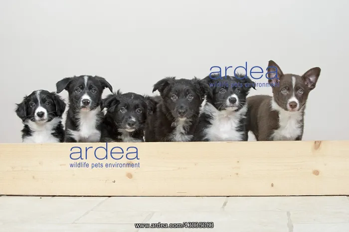 : Dog : Dog