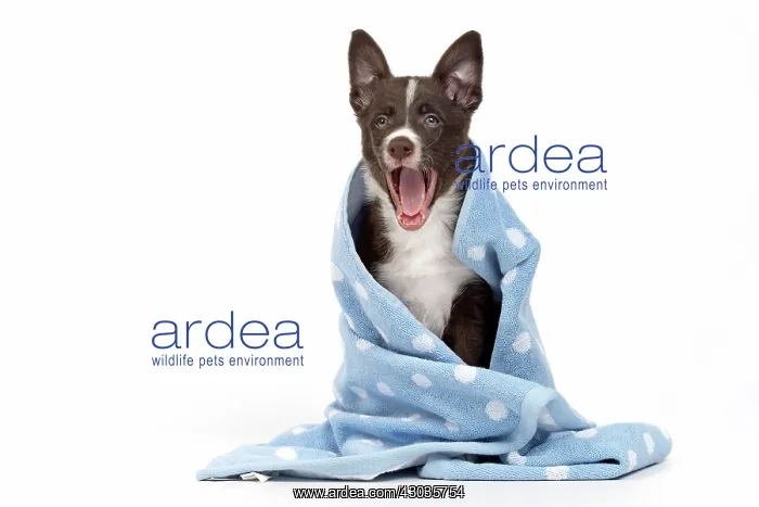  : Dog
