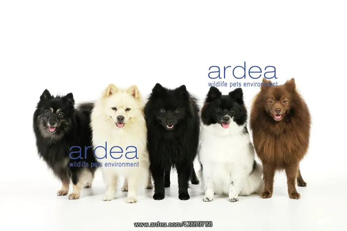  : DOG. 5 German Spitz Mittels