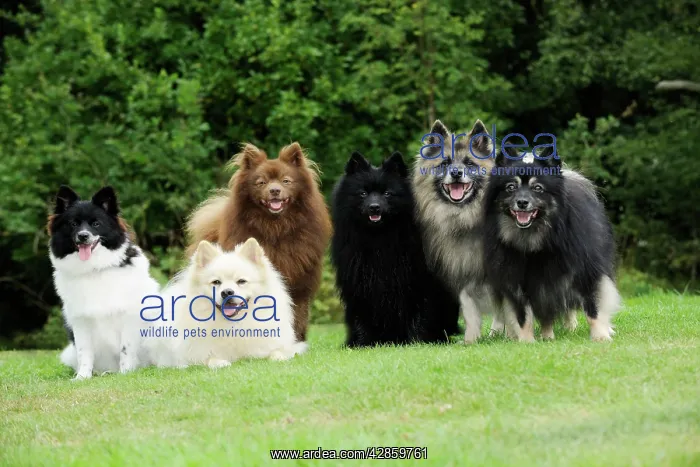 : DOG. 6 German Spitz Mittels : DOG. 6 German Spitz Mittels