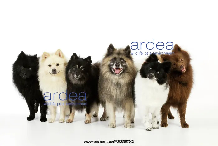 : DOG. 6 German Spitz Mittels : DOG. 6 German Spitz Mittels