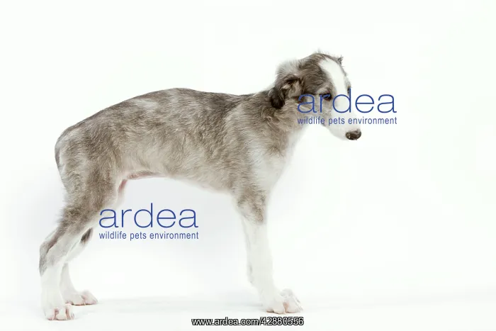  : Dog - 6 week old Borzoi puppy in studio