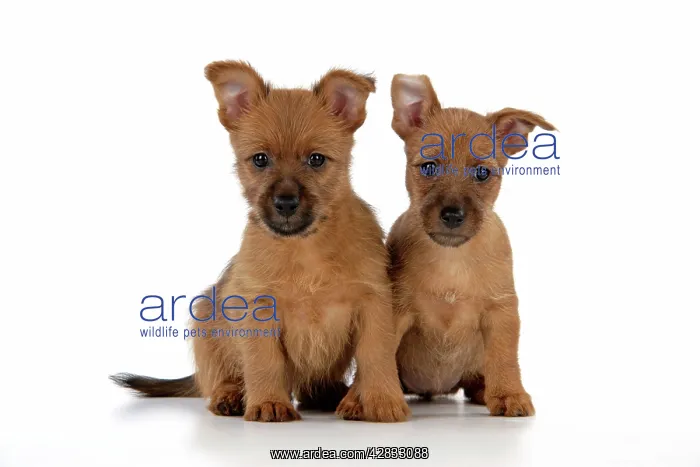 : Dog - 7 week old Australian Terrier puppies : Dog - 7 week old Australian Terrier puppies