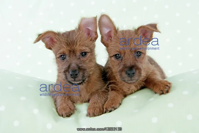 : Dog - 7 week old Australian Terrier puppies : Dog - 7 week old Australian Terrier puppies