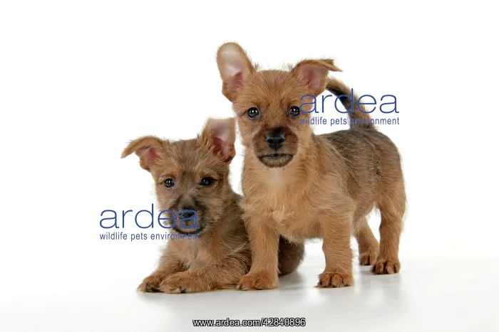 : Dog - 7 week old Australian Terrier puppies : Dog - 7 week old Australian Terrier puppies