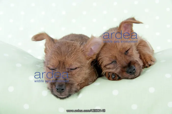 : Dog - 7 week old Australian Terrier puppies sleeping : Dog - 7 week old Australian Terrier puppies sleeping