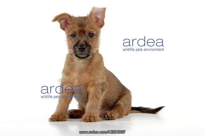 : Dog - 7 week old Australian Terrier puppy : Dog - 7 week old Australian Terrier puppy