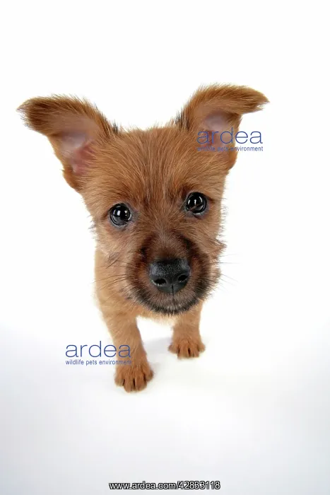 : Dog - 7 week old Australian Terrier puppy : Dog - 7 week old Australian Terrier puppy