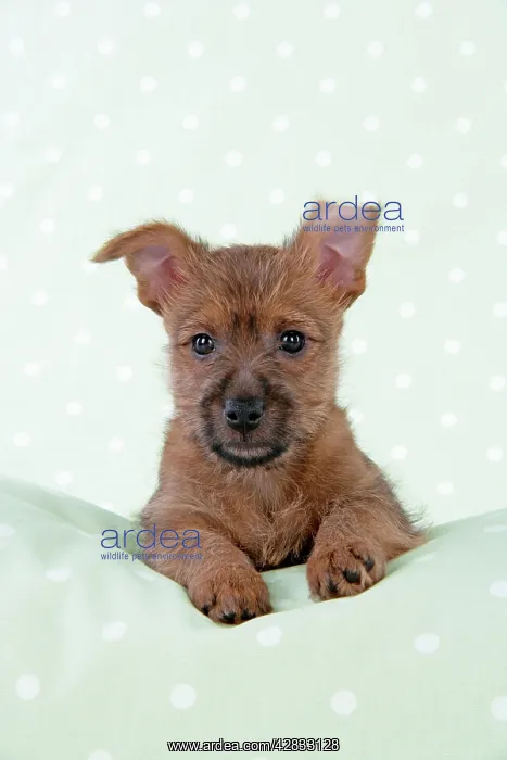 : Dog - 7 week old Australian Terrier puppy : Dog - 7 week old Australian Terrier puppy