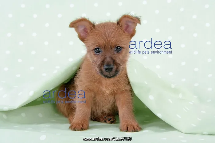  : Dog - 7 week old Australian Terrier puppy