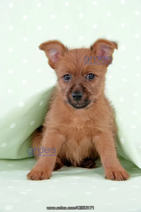  : Dog - 7 week old Australian Terrier puppy