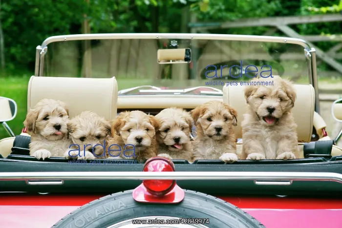 : Dog - 7 week old Lhasa Apso cross Shih Tzu puppies in car : Dog - 7 week old Lhasa Apso cross Shih Tzu puppies in car