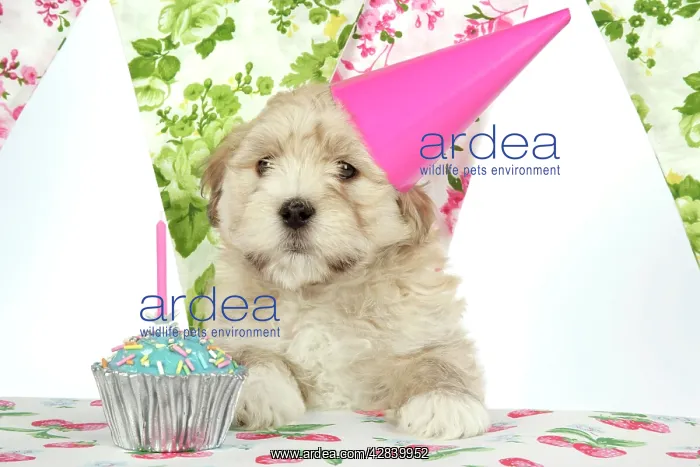 : Dog - 7 week old Lhasa Apso cross Shih Tzu puppy : Dog - 7 week old Lhasa Apso cross Shih Tzu puppy