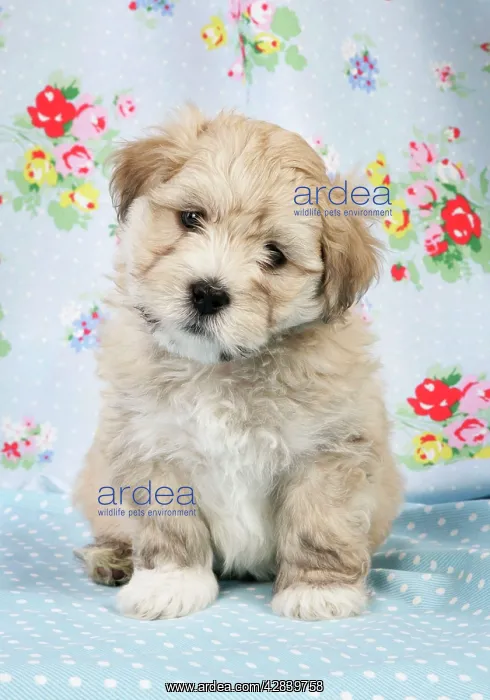  : Dog. - 7 weeks old Lhasa Apso cross Shih Tzu