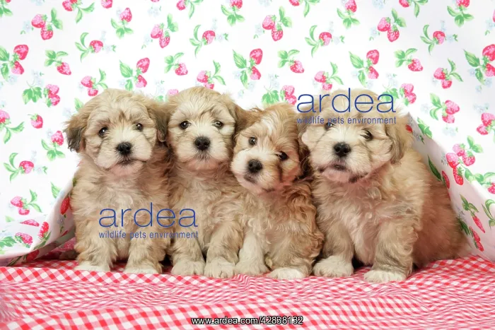  : Dog. 7 weeks old Lhasa Apso cross Shih Tzu puppies
