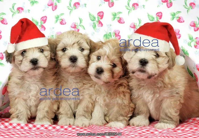 : Dog. 7 weeks old Lhasa Apso cross Shih Tzu puppies : Dog. 7 weeks old Lhasa Apso cross Shih Tzu puppies