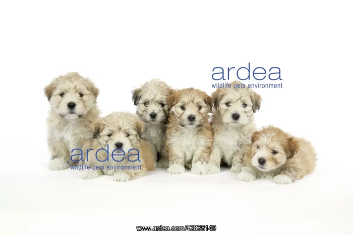  : Dog. 7 weeks old Lhasa Apso cross Shih Tzu puppies