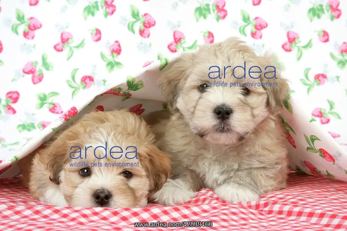 : Dog - 7 weeks old Lhasa Apso cross Shih Tzu puppies : Dog - 7 weeks old Lhasa Apso cross Shih Tzu puppies