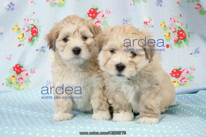  : Dog - 7 weeks old Lhasa Apso cross Shih Tzu puppies