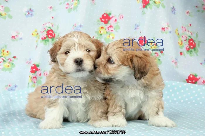  : Dog - 7 weeks old Lhasa Apso cross Shih Tzu puppies