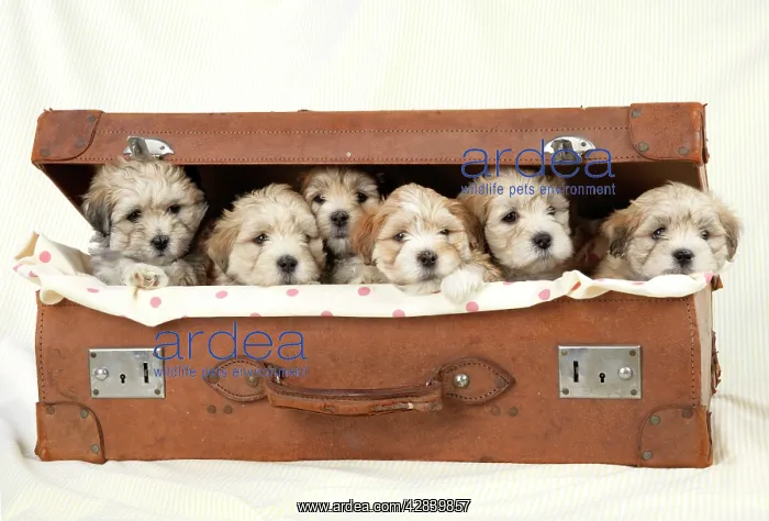 : Dog - 7 weeks old Lhasa Apso cross Shih Tzu puppies : Dog - 7 weeks old Lhasa Apso cross Shih Tzu puppies
