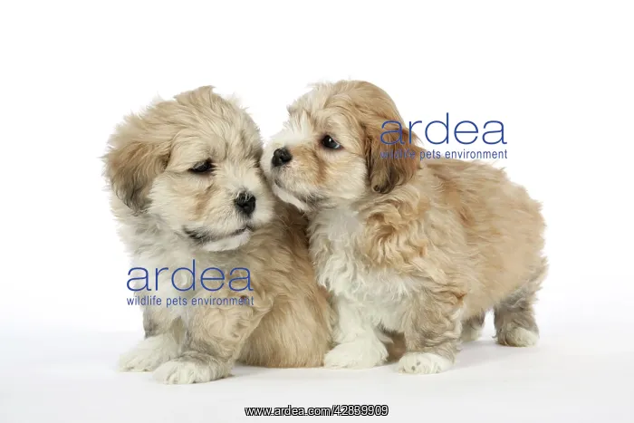 : Dog - 7 weeks old Lhasa Apso cross Shih Tzu puppies