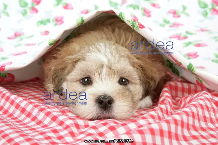 : Dog - 7 weeks old Lhasa Apso cross Shih Tzu puppy : Dog - 7 weeks old Lhasa Apso cross Shih Tzu puppy