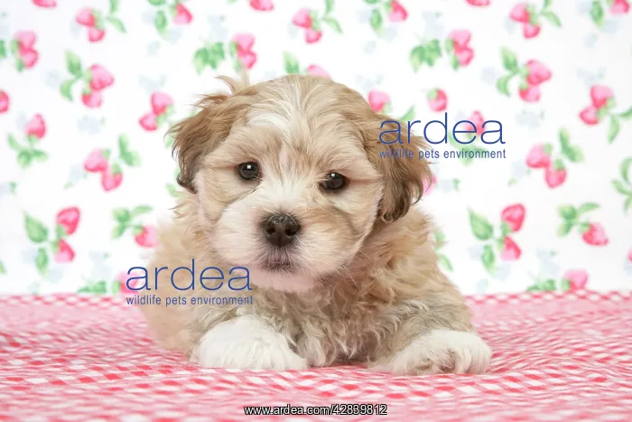  : Dog - 7 weeks old Lhasa Apso cross Shih Tzu puppy