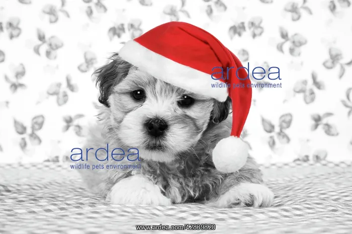  : Dog - 7 weeks old Lhasa Apso cross Shih Tzu puppy