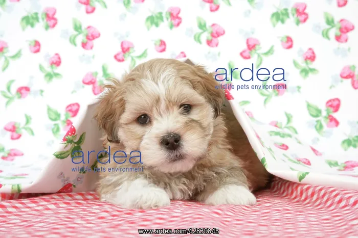 : Dog - 7 weeks old Lhasa Apso cross Shih Tzu puppy : Dog - 7 weeks old Lhasa Apso cross Shih Tzu puppy