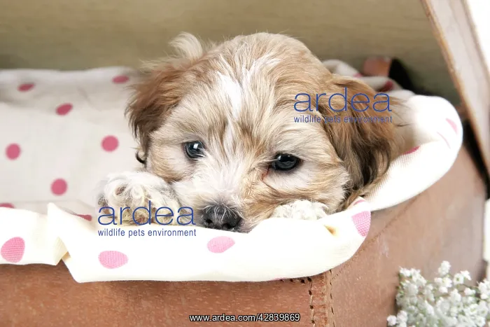 : Dog - 7 weeks old Lhasa Apso cross Shih Tzu puppy : Dog - 7 weeks old Lhasa Apso cross Shih Tzu puppy