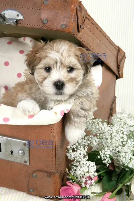: Dog - 7 weeks old Lhasa Apso cross Shih Tzu puppy : Dog - 7 weeks old Lhasa Apso cross Shih Tzu puppy