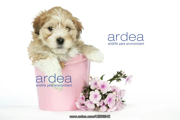 : Dog - 7 weeks old Lhasa Apso cross Shih Tzu puppy : Dog - 7 weeks old Lhasa Apso cross Shih Tzu puppy